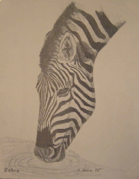 Zeichnung Zebra